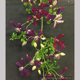 Vines ~ OFFLINE ONLY Clematis x 'Sweet Summer Love' ~ Dancing Oaks Nursery and Gardens ~ Retail Nursery ~ Mail Order Nursery