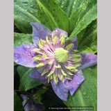 Shrubs ~ Clematis 'Taiga', Large-Flowered Clematis ~ Dancing Oaks Nursery and Gardens ~ Retail Nursery ~ Mail Order Nursery