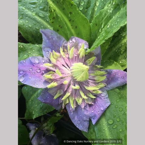 Shrubs ~ Clematis 'Taiga', Large-Flowered Clematis ~ Dancing Oaks Nursery and Gardens ~ Retail Nursery ~ Mail Order Nursery