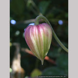 Vines ~ Clematis viorna, Leather Flower, Vase Vine ~ Dancing Oaks Nursery and Gardens ~ Retail Nursery ~ Mail Order Nursery