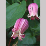 Vines ~ Clematis viorna, Leather Flower, Vase Vine ~ Dancing Oaks Nursery and Gardens ~ Retail Nursery ~ Mail Order Nursery