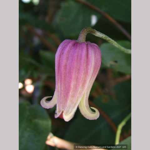 Vines ~ Clematis viorna, Leather Flower, Vase Vine ~ Dancing Oaks Nursery and Gardens ~ Retail Nursery ~ Mail Order Nursery