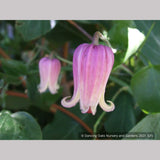 Vines ~ Clematis viorna, Leather Flower, Vase Vine ~ Dancing Oaks Nursery and Gardens ~ Retail Nursery ~ Mail Order Nursery
