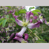 Vines ~ Clematis x triternata 'Rubromarginata' ~ Dancing Oaks Nursery and Gardens ~ Retail Nursery ~ Mail Order Nursery