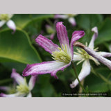 Vines ~ Clematis x triternata 'Rubromarginata' ~ Dancing Oaks Nursery and Gardens ~ Retail Nursery ~ Mail Order Nursery
