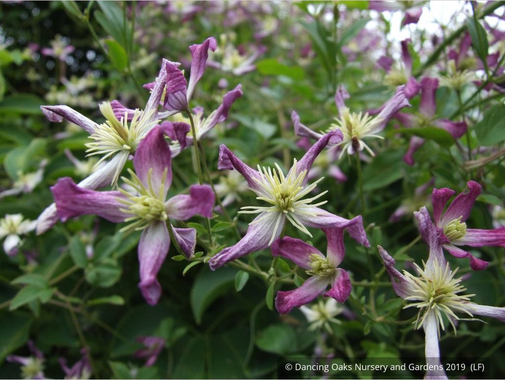 Vines ~ Clematis x triternata 'Rubromarginata' ~ Dancing Oaks Nursery and Gardens ~ Retail Nursery ~ Mail Order Nursery