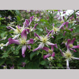 Vines ~ Clematis x triternata 'Rubromarginata' ~ Dancing Oaks Nursery and Gardens ~ Retail Nursery ~ Mail Order Nursery