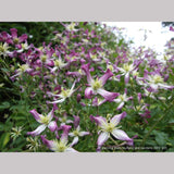 Vines ~ Clematis x triternata 'Rubromarginata' ~ Dancing Oaks Nursery and Gardens ~ Retail Nursery ~ Mail Order Nursery