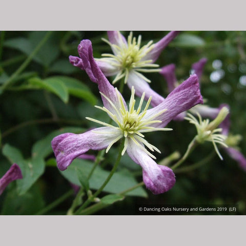 Vines ~ Clematis x triternata 'Rubromarginata' ~ Dancing Oaks Nursery and Gardens ~ Retail Nursery ~ Mail Order Nursery