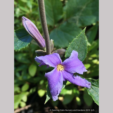 Perennials ~ Clematis heracleifolia, Non-Vining Clematis ~ Dancing Oaks Nursery and Gardens ~ Retail Nursery ~ Mail Order Nursery