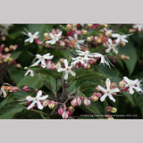 Trees ~ Clerodendrum trichotomum, Glory Bower ~ Dancing Oaks Nursery and Gardens ~ Retail Nursery ~ Mail Order Nursery