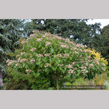 Trees ~ Clerodendrum trichotomum, Glory Bower ~ Dancing Oaks Nursery and Gardens ~ Retail Nursery ~ Mail Order Nursery