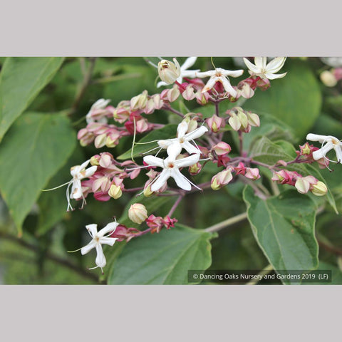 Trees ~ Clerodendrum trichotomum, Glory Bower ~ Dancing Oaks Nursery and Gardens ~ Retail Nursery ~ Mail Order Nursery