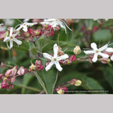 Trees ~ Clerodendrum trichotomum, Glory Bower ~ Dancing Oaks Nursery and Gardens ~ Retail Nursery ~ Mail Order Nursery