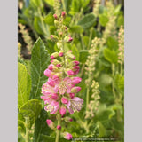 Clethra alnifolia 'Ruby Spice', Summersweet