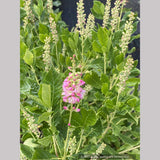 Clethra alnifolia 'Ruby Spice', Summersweet