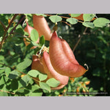 Shrubs ~ Colutea x media, Bladder Senna ~ Dancing Oaks Nursery and Gardens ~ Retail Nursery ~ Mail Order Nursery
