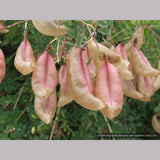 Shrubs ~ Colutea x media, Bladder Senna ~ Dancing Oaks Nursery and Gardens ~ Retail Nursery ~ Mail Order Nursery