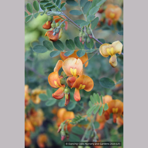 Shrubs ~ Colutea x media, Bladder Senna ~ Dancing Oaks Nursery and Gardens ~ Retail Nursery ~ Mail Order Nursery