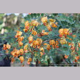 Shrubs ~ Colutea x media, Bladder Senna ~ Dancing Oaks Nursery and Gardens ~ Retail Nursery ~ Mail Order Nursery