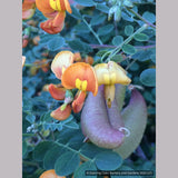 Shrubs ~ Colutea x media, Bladder Senna ~ Dancing Oaks Nursery and Gardens ~ Retail Nursery ~ Mail Order Nursery
