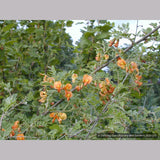 Shrubs ~ Colutea x media, Bladder Senna ~ Dancing Oaks Nursery and Gardens ~ Retail Nursery ~ Mail Order Nursery