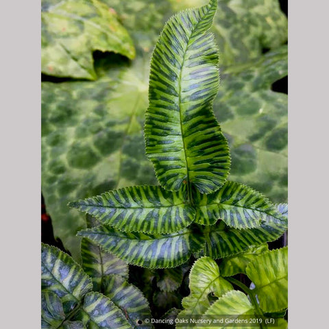 Ferns ~ Coniogramme emeiensis 'Golden Zebra', Striped Mt. Emei Bamboo Fern ~ Dancing Oaks Nursery and Gardens ~ Retail Nursery ~ Mail Order Nursery