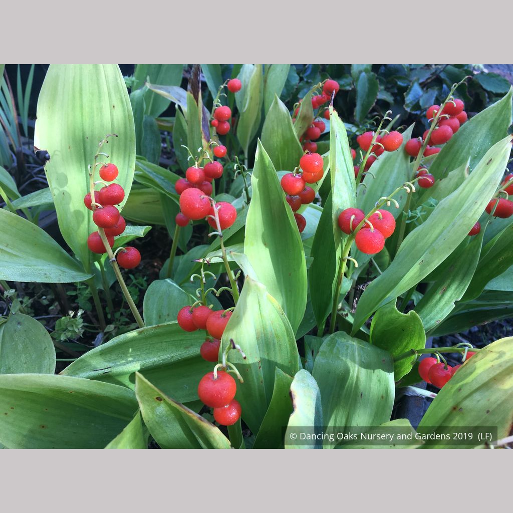 Convallaria majalis 'Bordeaux', Lily of the Valley