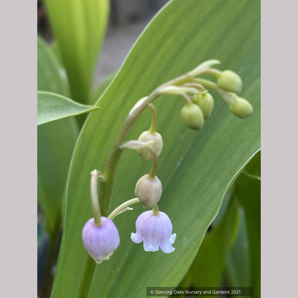 noela imakon lily flower Convallaria majalis v. rosea, Pink Lily of the Valley – Dancing Oaks Nursery and Gardens