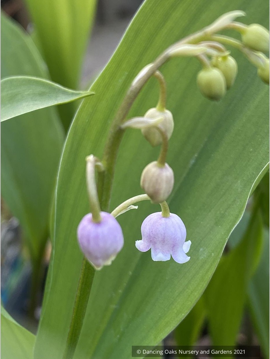 Convallaria majalis v. rosea, Pink Lily of the Valley