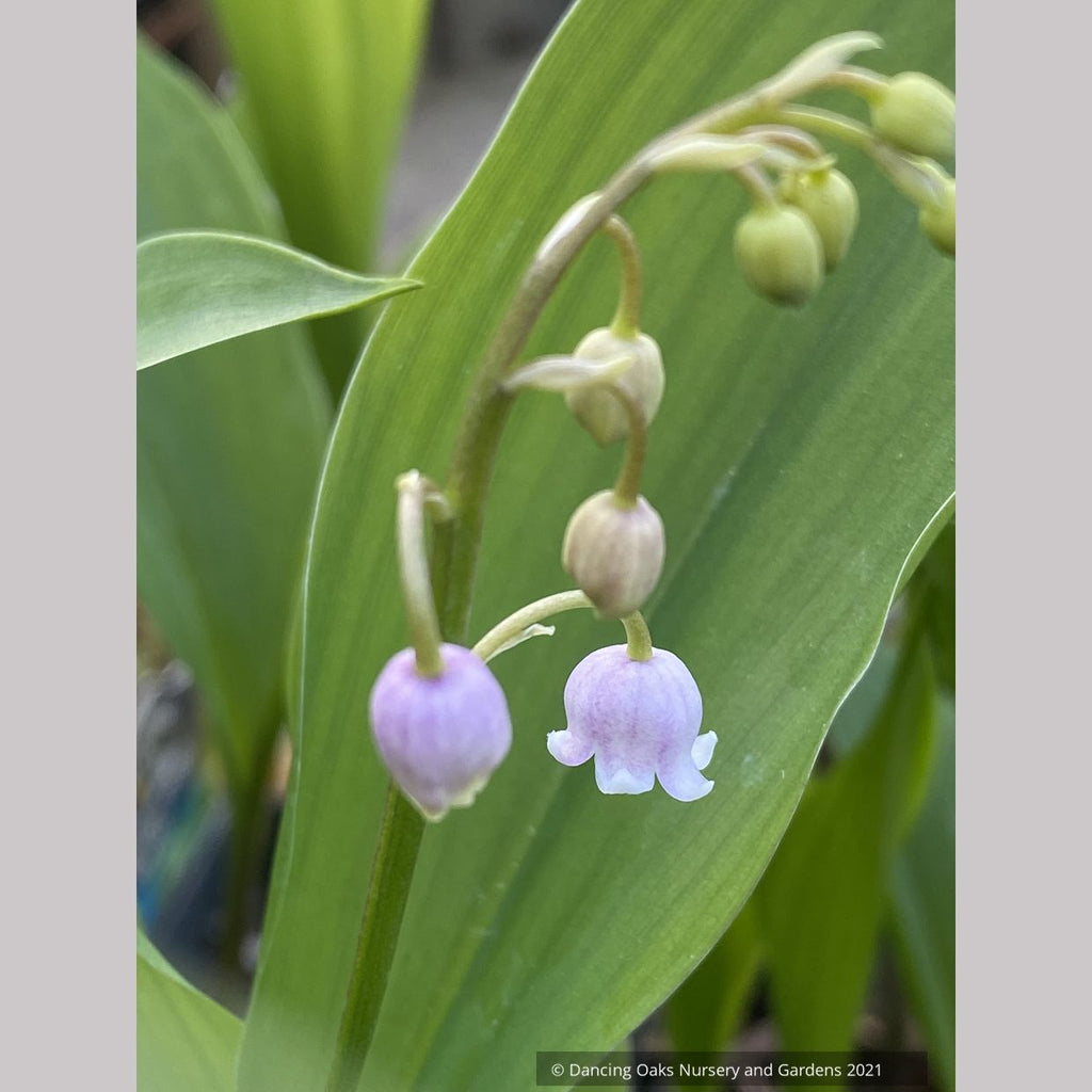 Lily of the Valley, Rose - Burpee