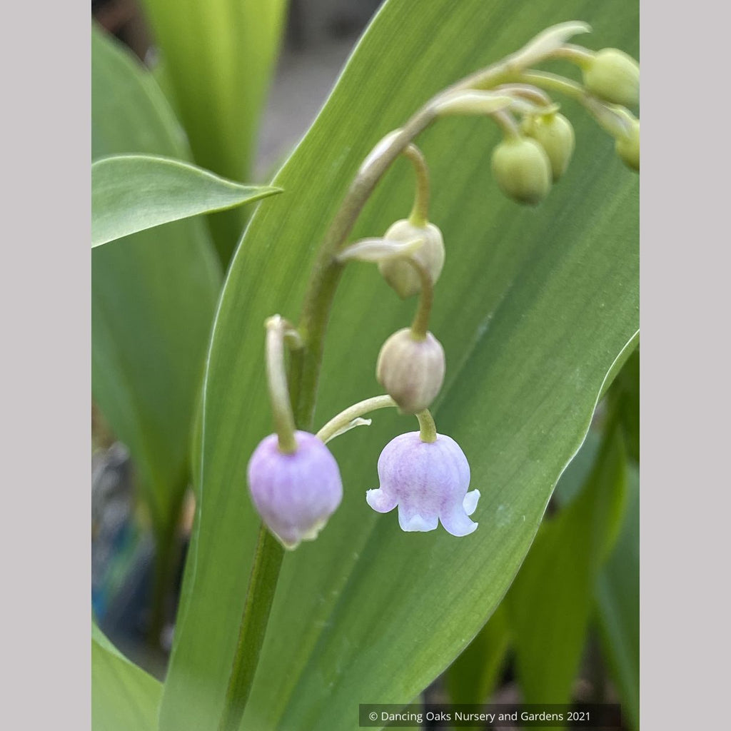 pink lily of the valley flower Convallaria majalis v. rosea, Pink Lily of the Valley – Dancing Oaks Nursery and Gardens