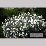 Shrubs ~ Convolvulus cneorum, Silverbush ~ Dancing Oaks Nursery and Gardens ~ Retail Nursery ~ Mail Order Nursery