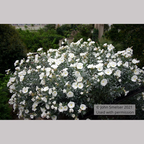 Shrubs ~ Convolvulus cneorum, Silverbush ~ Dancing Oaks Nursery and Gardens ~ Retail Nursery ~ Mail Order Nursery