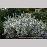 Shrubs ~ Convolvulus cneorum, Silverbush ~ Dancing Oaks Nursery and Gardens ~ Retail Nursery ~ Mail Order Nursery