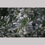 Shrubs ~ Convolvulus cneorum, Silverbush ~ Dancing Oaks Nursery and Gardens ~ Retail Nursery ~ Mail Order Nursery