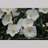 Shrubs ~ Convolvulus cneorum, Silverbush ~ Dancing Oaks Nursery and Gardens ~ Retail Nursery ~ Mail Order Nursery