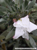 Shrubs ~ Convolvulus cneorum, Silverbush ~ Dancing Oaks Nursery and Gardens ~ Retail Nursery ~ Mail Order Nursery