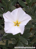 Shrubs ~ Convolvulus cneorum, Silverbush ~ Dancing Oaks Nursery and Gardens ~ Retail Nursery ~ Mail Order Nursery