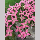 Trees ~ Cornus kousa 'Beni Fuji', Chinese Dogwood ~ Dancing Oaks Nursery and Gardens ~ Retail Nursery ~ Mail Order Nursery