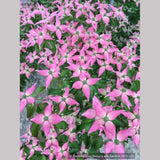 Trees ~ Cornus kousa 'Beni Fuji', Chinese Dogwood ~ Dancing Oaks Nursery and Gardens ~ Retail Nursery ~ Mail Order Nursery