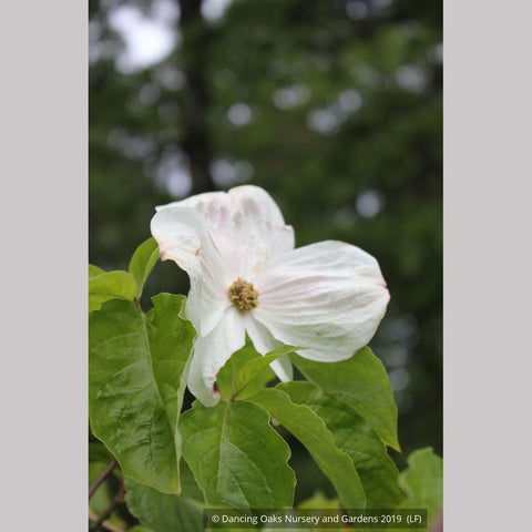 Trees ~ Cornus 'Eddie's White Wonder', Dogwood ~ Dancing Oaks Nursery and Gardens ~ Retail Nursery ~ Mail Order Nursery