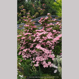 Trees ~ Cornus kousa 'Heart Throb', Pink Kousa Dogwood ~ Dancing Oaks Nursery and Gardens ~ Retail Nursery ~ Mail Order Nursery