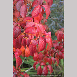 Trees ~ Cornus kousa 'Heart Throb', Pink Kousa Dogwood ~ Dancing Oaks Nursery and Gardens ~ Retail Nursery ~ Mail Order Nursery