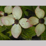 Trees ~ Cornus kousa 'Heart Throb', Pink Kousa Dogwood ~ Dancing Oaks Nursery and Gardens ~ Retail Nursery ~ Mail Order Nursery