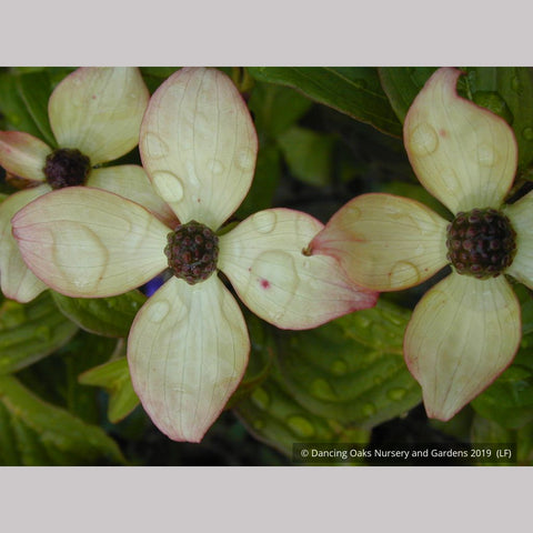 Trees ~ Cornus kousa 'Heart Throb', Pink Kousa Dogwood ~ Dancing Oaks Nursery and Gardens ~ Retail Nursery ~ Mail Order Nursery