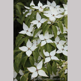 Trees ~ Cornus kousa 'Milky Way', Kousa Dogwood ~ Dancing Oaks Nursery and Gardens ~ Retail Nursery ~ Mail Order Nursery
