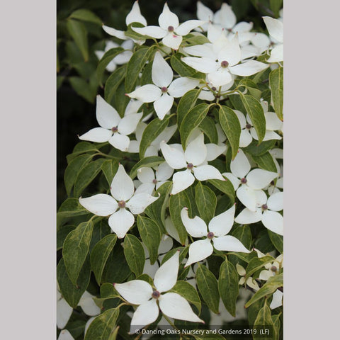 Trees ~ Cornus kousa 'Milky Way', Kousa Dogwood ~ Dancing Oaks Nursery and Gardens ~ Retail Nursery ~ Mail Order Nursery