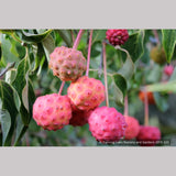 Trees ~ Cornus kousa 'Milky Way', Kousa Dogwood ~ Dancing Oaks Nursery and Gardens ~ Retail Nursery ~ Mail Order Nursery