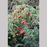 Trees ~ Cornus kousa 'Milky Way', Kousa Dogwood ~ Dancing Oaks Nursery and Gardens ~ Retail Nursery ~ Mail Order Nursery